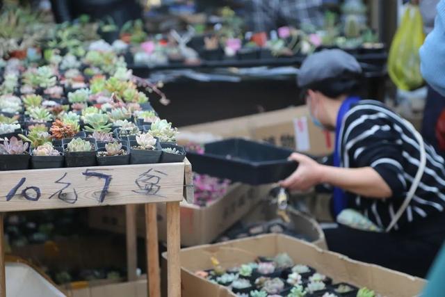 哪里的观赏鱼最便宜，多肉10元7盆、观赏鱼低至5角……普陀人最爱的“宝藏”市场“五一”等你来逛→