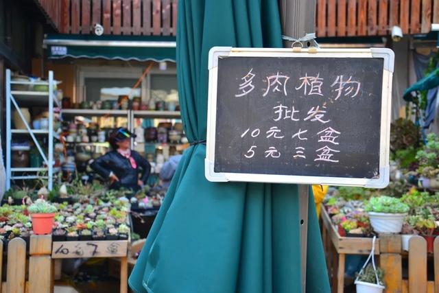哪里的观赏鱼最便宜，多肉10元7盆、观赏鱼低至5角……普陀人最爱的“宝藏”市场“五一”等你来逛→