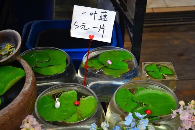 哪里的观赏鱼最便宜，多肉10元7盆、观赏鱼低至5角……普陀人最爱的“宝藏”市场“五一”等你来逛→