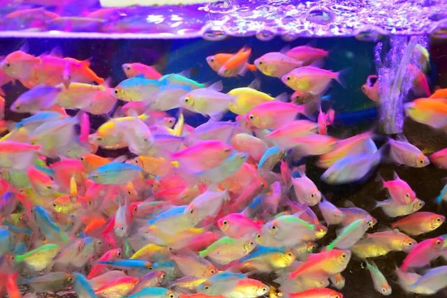 哪里的观赏鱼最便宜，多肉10元7盆、观赏鱼低至5角……普陀人最爱的“宝藏”市场“五一”等你来逛→