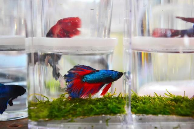 哪里的观赏鱼最便宜，多肉10元7盆、观赏鱼低至5角……普陀人最爱的“宝藏”市场“五一”等你来逛→