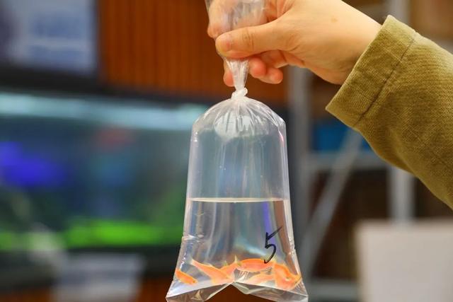 哪里的观赏鱼最便宜，多肉10元7盆、观赏鱼低至5角……普陀人最爱的“宝藏”市场“五一”等你来逛→
