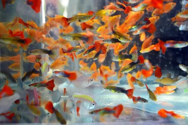 哪里的观赏鱼最便宜，多肉10元7盆、观赏鱼低至5角……普陀人最爱的“宝藏”市场“五一”等你来逛→