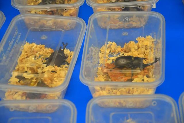 哪里的观赏鱼最便宜，多肉10元7盆、观赏鱼低至5角……普陀人最爱的“宝藏”市场“五一”等你来逛→