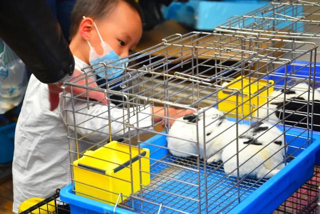 哪里的观赏鱼最便宜，多肉10元7盆、观赏鱼低至5角……普陀人最爱的“宝藏”市场“五一”等你来逛→