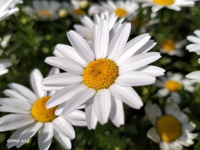 二手oppo手机怎样去掉原账户，刷机解除oppo账号（莫非是极致性价比的标杆）