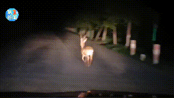 白鹿原在什么地方，原来白鹿原真的有鹿