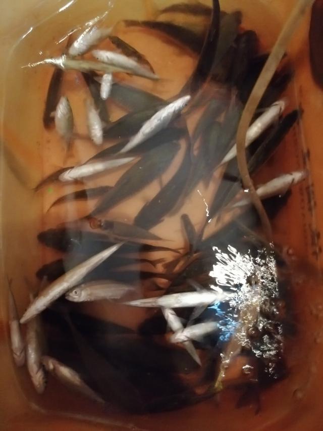 野钓如何钓小鲫鱼，钓小鲫鱼用什么饵料（老钓友多年经验传授你）