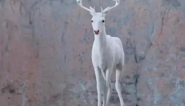 白鹿原在什么地方，原来白鹿原真的有鹿