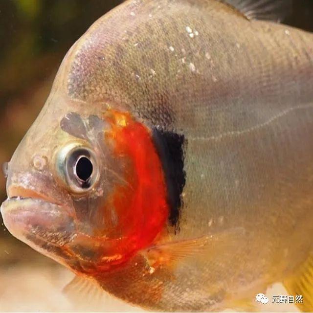 巨暴魚(水中狼族食人魚) - 去釣魚