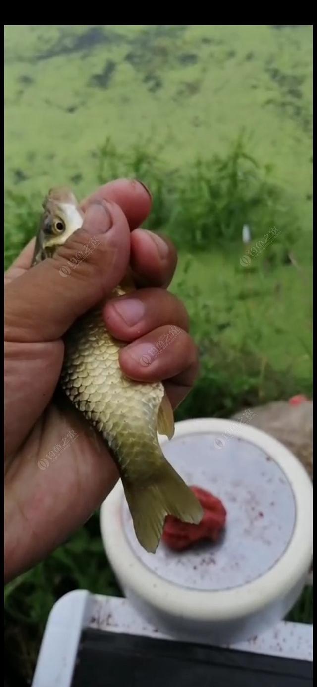 野钓如何钓小鲫鱼，钓小鲫鱼用什么饵料（老钓友多年经验传授你）