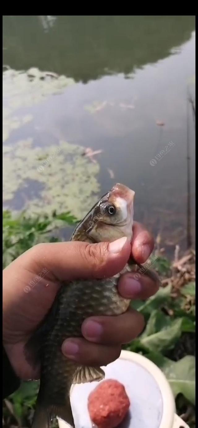 野钓如何钓小鲫鱼，钓小鲫鱼用什么饵料（老钓友多年经验传授你）