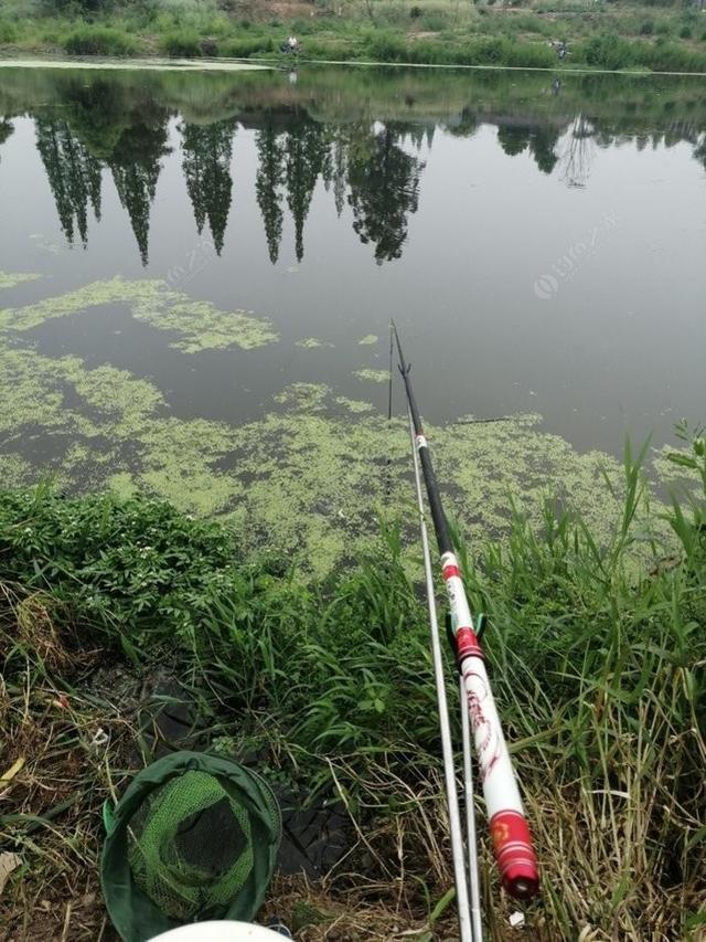 野钓如何钓小鲫鱼，钓小鲫鱼用什么饵料（老钓友多年经验传授你）