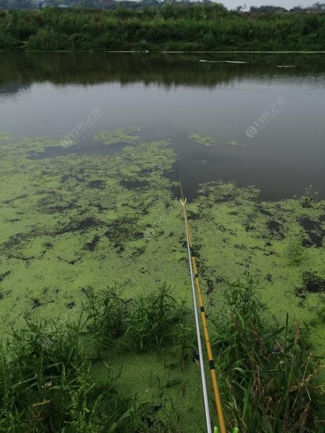 野钓如何钓小鲫鱼，钓小鲫鱼用什么饵料（老钓友多年经验传授你）