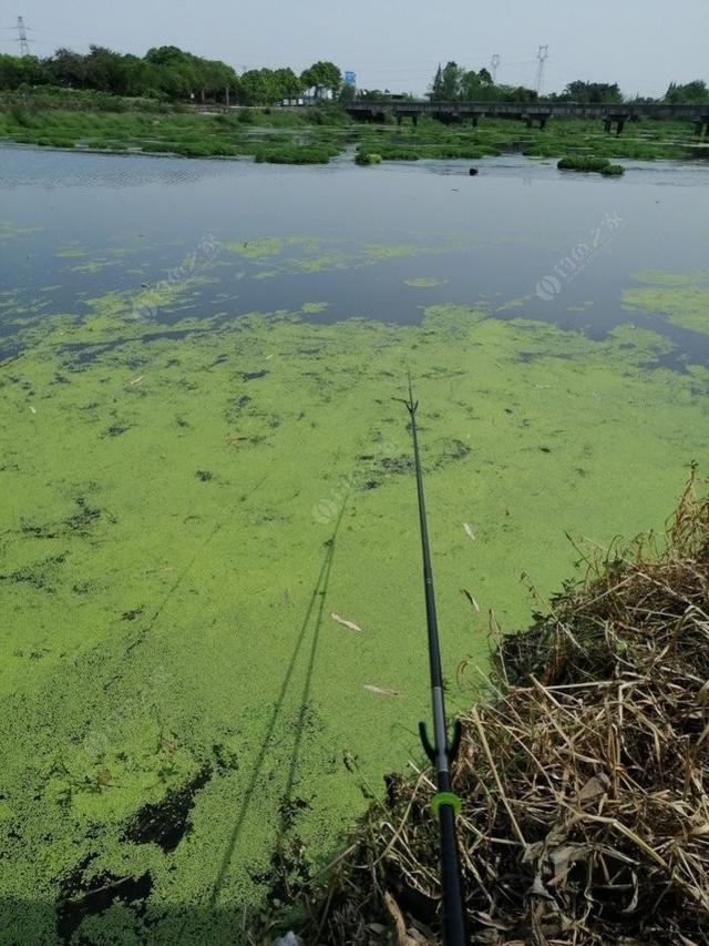 野钓如何钓小鲫鱼，钓小鲫鱼用什么饵料（老钓友多年经验传授你）