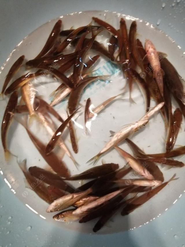 野钓如何钓小鲫鱼，钓小鲫鱼用什么饵料（老钓友多年经验传授你）