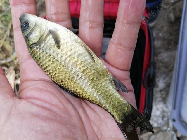 野钓如何钓小鲫鱼，钓小鲫鱼用什么饵料（老钓友多年经验传授你）