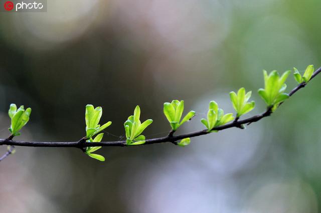 今天什么时候立夏 2020年立夏是哪天几月几号，今天什么时候立夏（纷纷红紫已成尘）