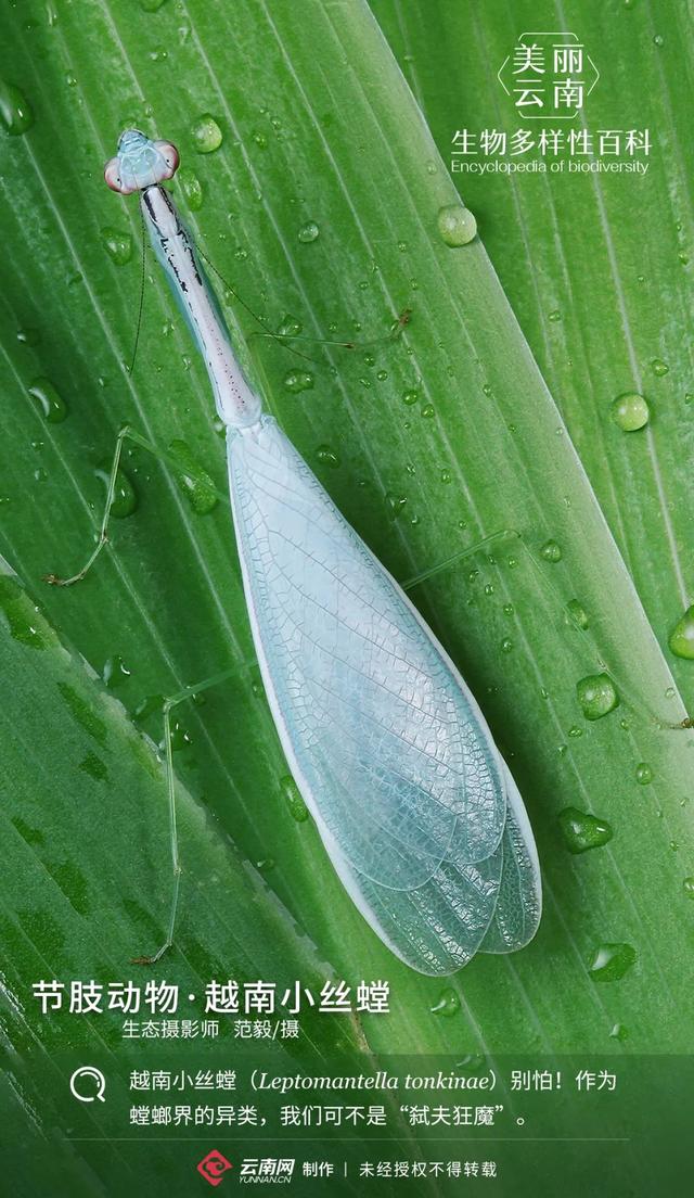 什么叫节肢动物，啥是节肢动物（我们拒绝成为“弑夫狂魔”）