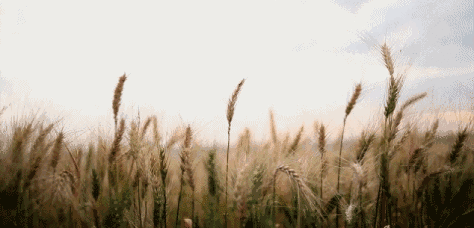 小麦秸秆是什么材质，小麦秸秆是什么材质有毒吗（还自带磨刀、磨蒜功能）
