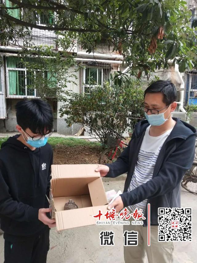 鸮怎么读，鹗怎么读什么意思（十堰一小区惊现世界濒危动物）