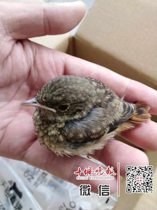 鸮怎么读，鹗怎么读什么意思（十堰一小区惊现世界濒危动物）