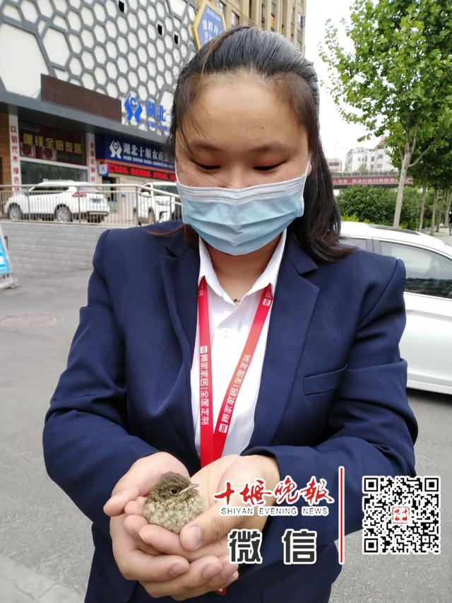 鸮怎么读，鹗怎么读什么意思（十堰一小区惊现世界濒危动物）