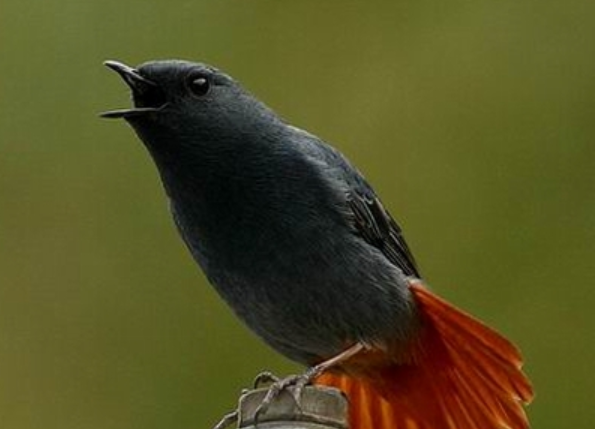 鸮怎么读，鹗怎么读什么意思（十堰一小区惊现世界濒危动物）