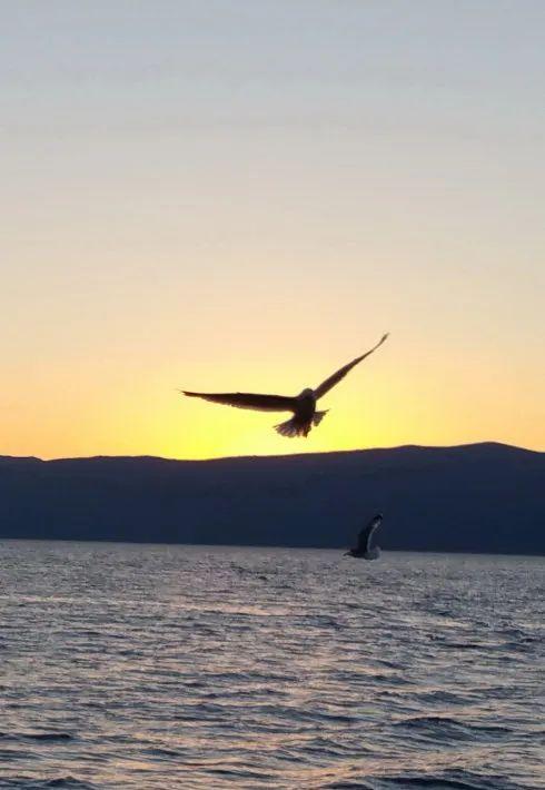 flies，flies怎么读（Heart）