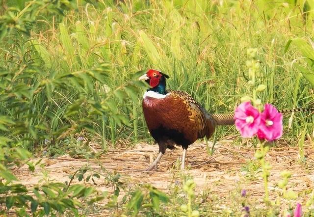赤峰沙半鸡养殖场，鹧鸪养殖前景及利润（纪实丨捕杀27只野鸟就为了好玩）
