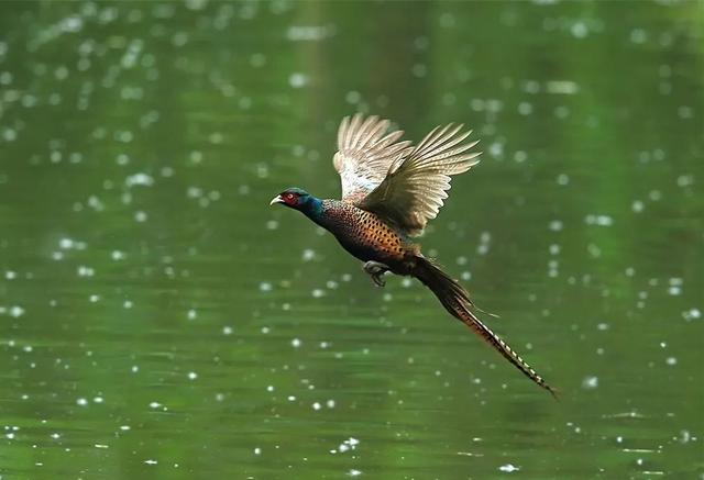 赤峰沙半鸡养殖场，鹧鸪养殖前景及利润（纪实丨捕杀27只野鸟就为了好玩）