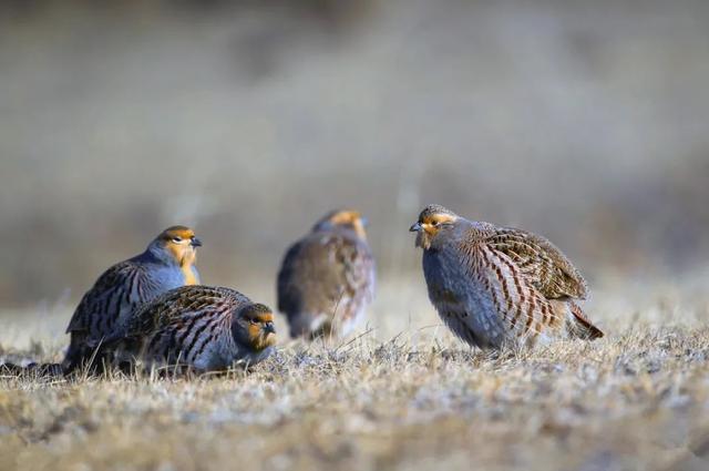 赤峰沙半鸡养殖场，鹧鸪养殖前景及利润（纪实丨捕杀27只野鸟就为了好玩）