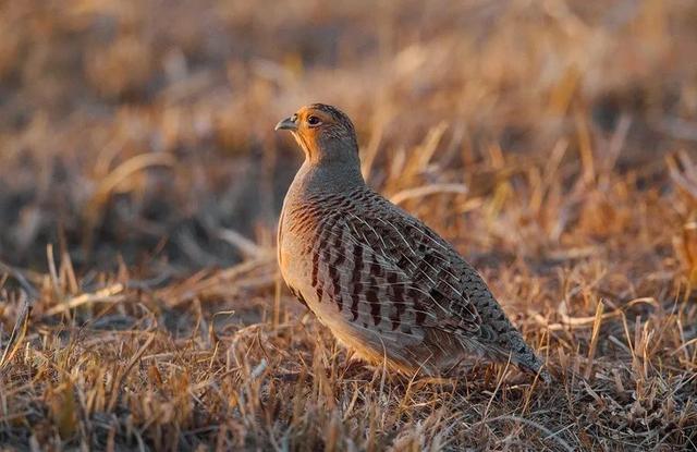 赤峰沙半鸡养殖场，鹧鸪养殖前景及利润（纪实丨捕杀27只野鸟就为了好玩）