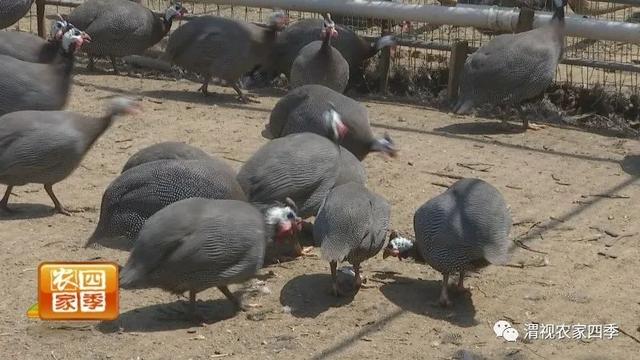 珍珠鸡蛋和普通鸡蛋的区别，珍珠鸡蛋与普通鸡蛋一样吗（田园美景里捡珍珠鸡蛋乐趣多）