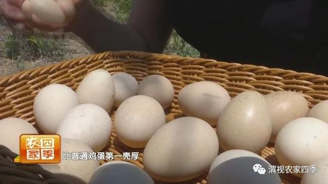 珍珠鸡蛋和普通鸡蛋的区别，珍珠鸡蛋与普通鸡蛋一样吗（田园美景里捡珍珠鸡蛋乐趣多）