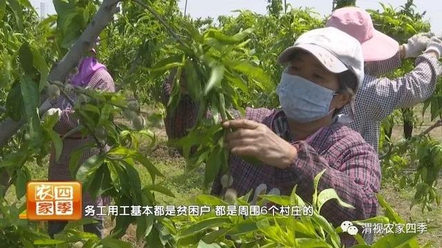 珍珠鸡蛋和普通鸡蛋的区别，珍珠鸡蛋与普通鸡蛋一样吗（田园美景里捡珍珠鸡蛋乐趣多）