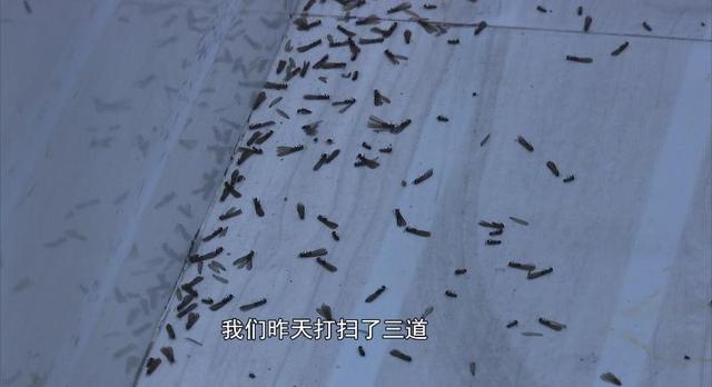 飞蚁为什么会出现在家中，家里为什么有飞蚂蚁（贵阳市民家里出现“小虫子”）