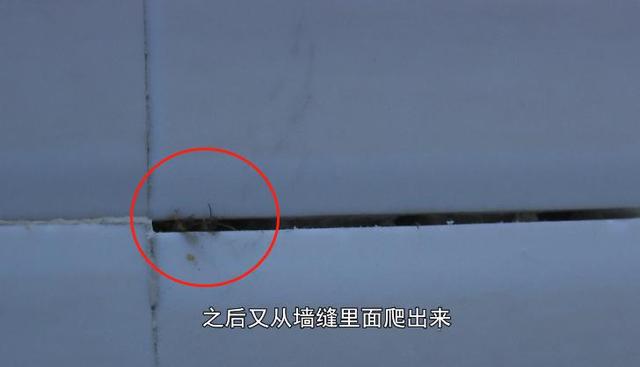 飞蚁为什么会出现在家中，家里为什么有飞蚂蚁（贵阳市民家里出现“小虫子”）