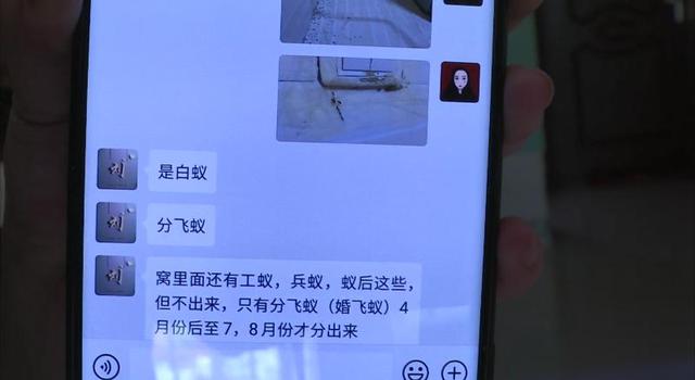 飞蚁为什么会出现在家中，家里为什么有飞蚂蚁（贵阳市民家里出现“小虫子”）