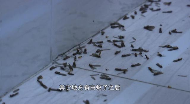 飞蚁为什么会出现在家中，家里为什么有飞蚂蚁（贵阳市民家里出现“小虫子”）