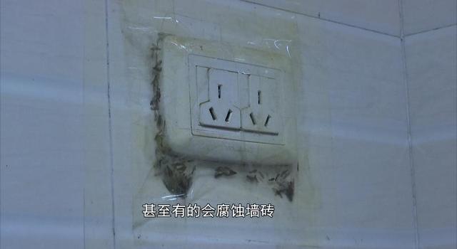 飞蚁为什么会出现在家中，家里为什么有飞蚂蚁（贵阳市民家里出现“小虫子”）