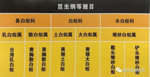 飞蚁为什么会出现在家中，家里为什么有飞蚂蚁（贵阳市民家里出现“小虫子”）