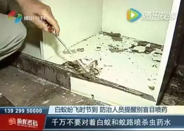飞蚁为什么会出现在家中，家里为什么有飞蚂蚁（贵阳市民家里出现“小虫子”）