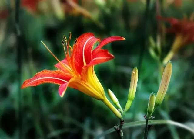 忘忧草文化传承，国色天香传承（来看看中国传统母亲花——萱草）