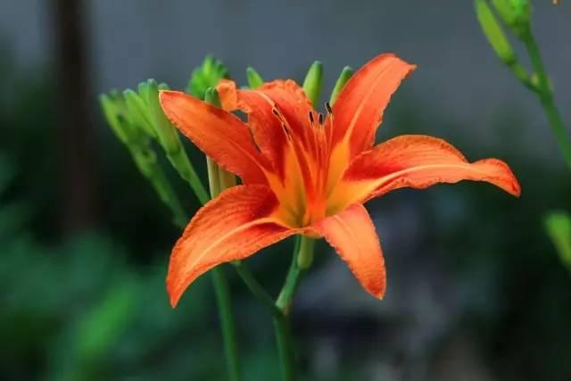 忘忧草文化传承，国色天香传承（来看看中国传统母亲花——萱草）