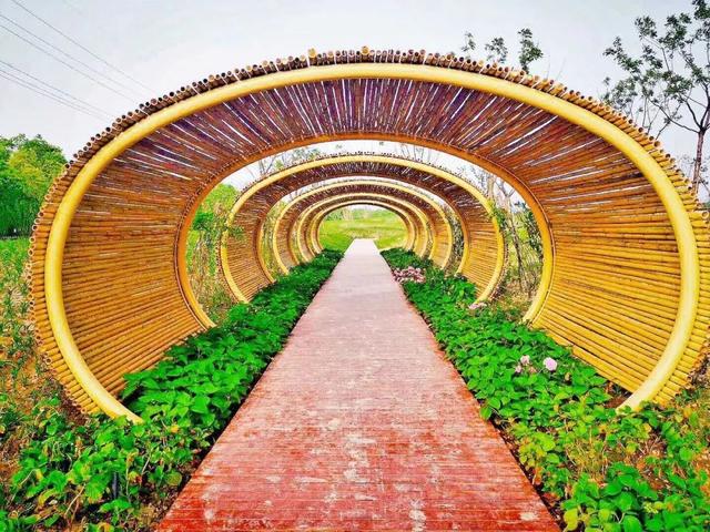 忘忧草文化传承，国色天香传承（来看看中国传统母亲花——萱草）