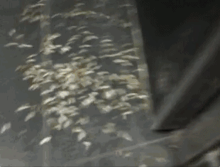 下雨后有很多飞虫是什么原因，下雨天屋里有很多飞虫（最近暴雨后出现大量小飞虫）