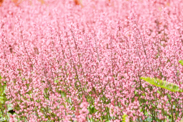 植物杀手注意事项，辣手摧花的“植物杀手”居然找到了希望