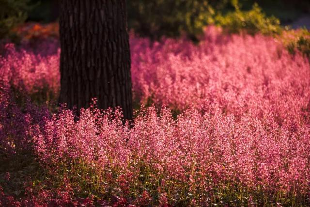 植物杀手注意事项，辣手摧花的“植物杀手”居然找到了希望