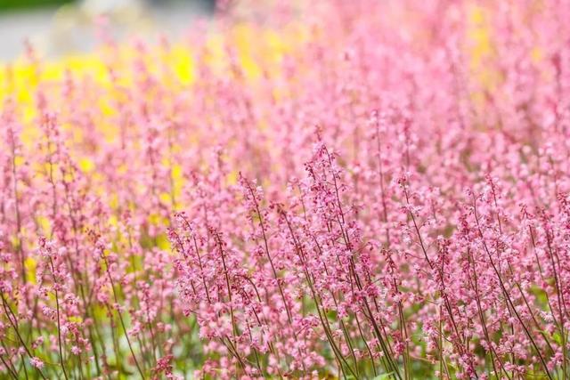 植物杀手注意事项，辣手摧花的“植物杀手”居然找到了希望